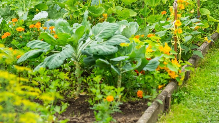 Sideview to kitchen garden with vegetables, herbage and flowers and oats in background