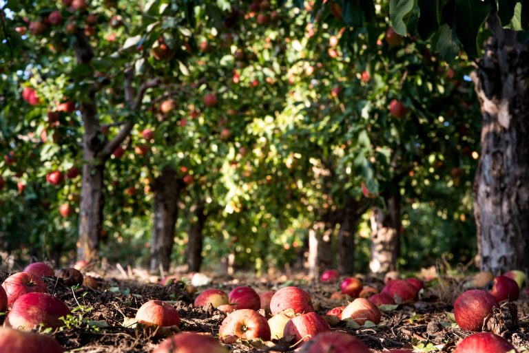 Apple harvest in an orchard on sunny day. Fallen apples on the ground on apple plantation