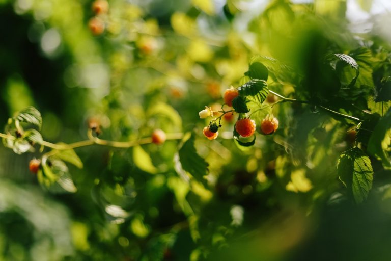 Branch of ripe raspberries in garden. Red sweet berries growing on raspberry bush in fruit garden. Summer. Front view.