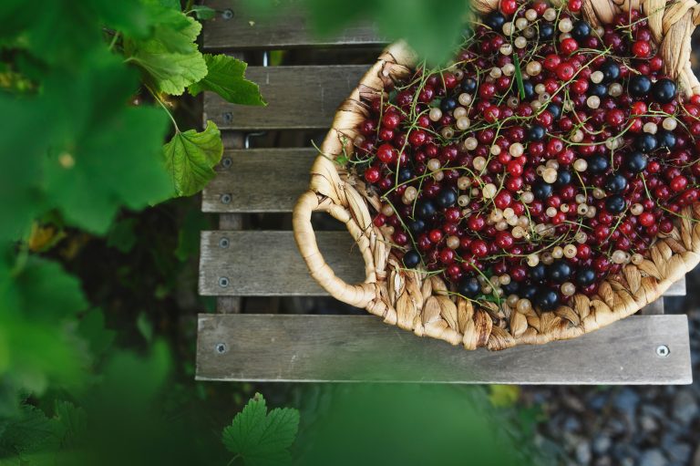 red, white and black currant harvest. Berries picked up in basket in summer garden