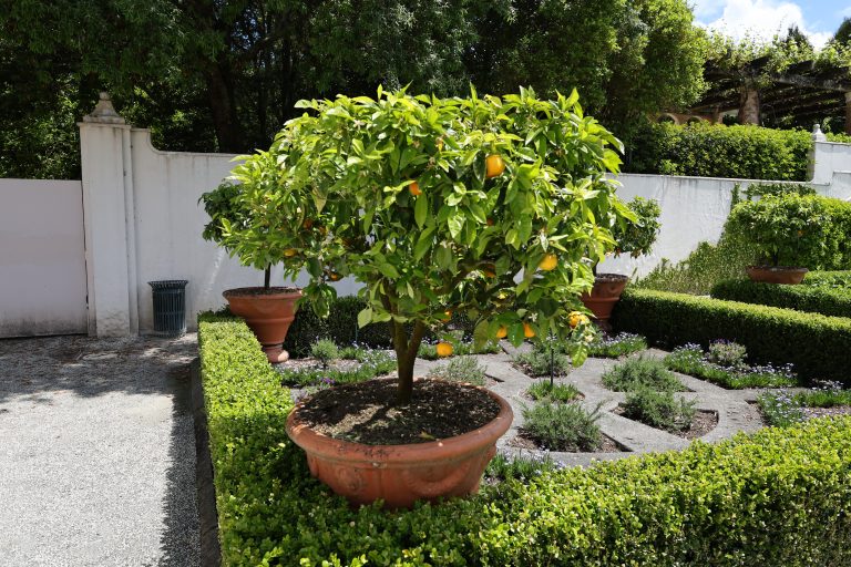 Sunny courtyard scene with a small fruit plant in a clay container