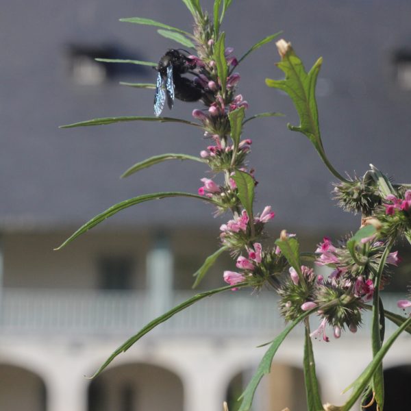 leonorus_sibiricus_w_xylocopa11 copie.JWEBP